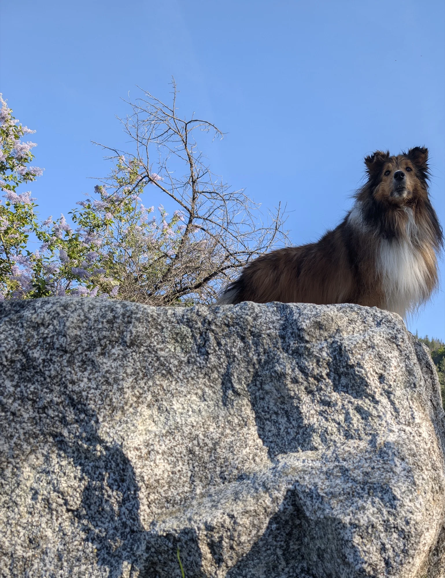 Ellie standing on a granite boulder against an open blue sky
