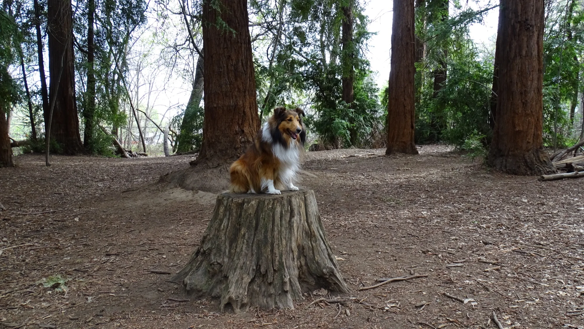 Ellie sitting on a tree stump among tall pines