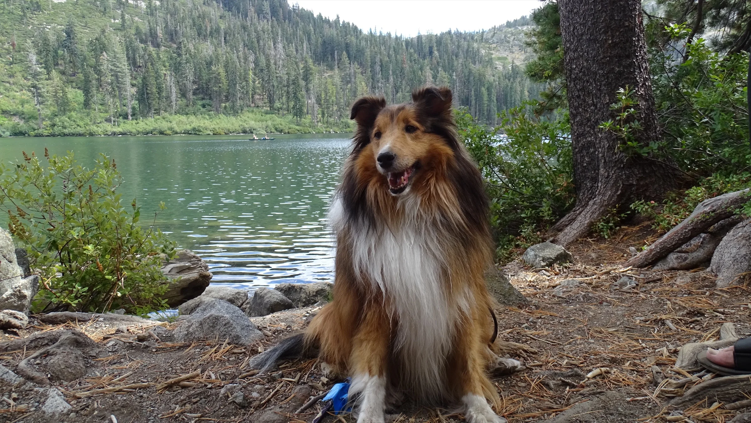 Ellie sitting on the shore of an alpine lake below forested mountains
