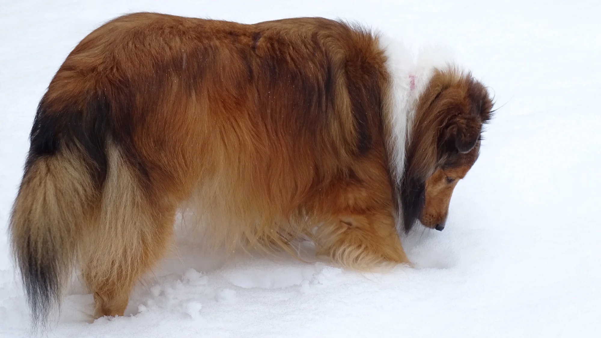 Ellie nose-deep in fresh snow